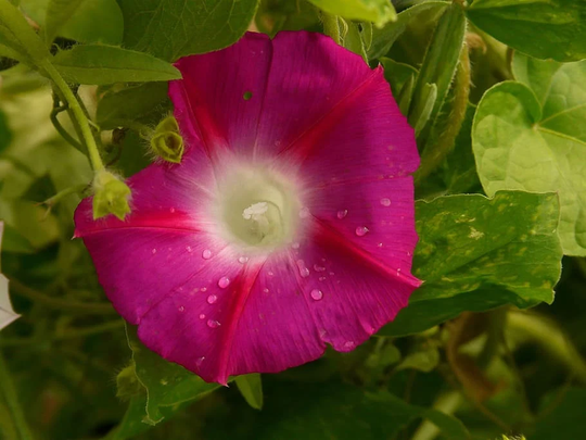 Morning Glory Crimson Rambler Flower Seed Pack - Vine Seeds