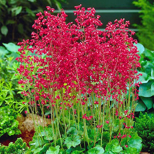 Red Coral Bells - Heuchera Sanguinea 2700 Seeds Perennial Flower Cut Flower Rockery Garden