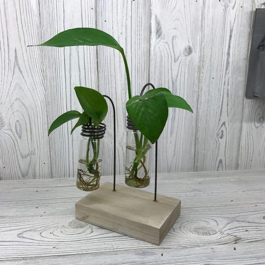 Hydroponic Home Décor Pots/Planters - Two Lab Pots Display For Home, Bedroom, Kitchen & Office