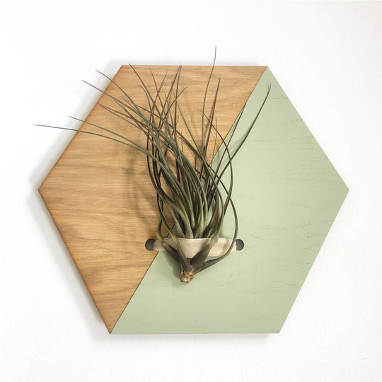 Indoor Wall Hanging Planter, Air Plants Display