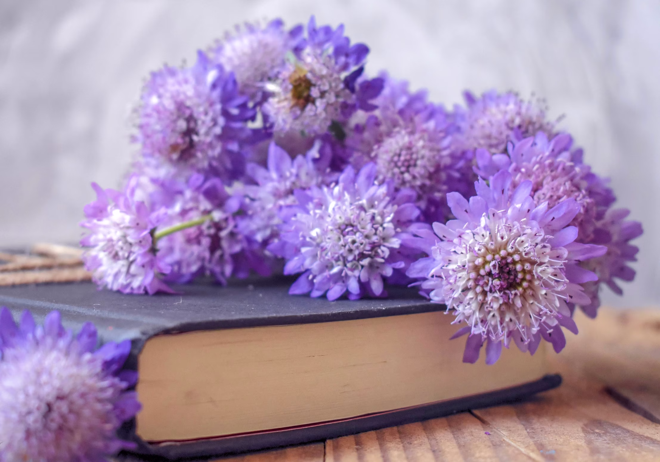 Oxford Blue Scabiosa Seeds, Pincushion Flower, Mourning Bride, 50 Seeds // Organic, Heirloom, Non Gmo, Scabiosa Atropurpurea