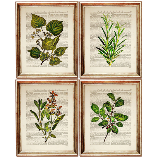 Set Of 4 Prints, Botanical Wall Art 4, Herb Print Herbal Dictionary Print, Wild Flower Art, Poster