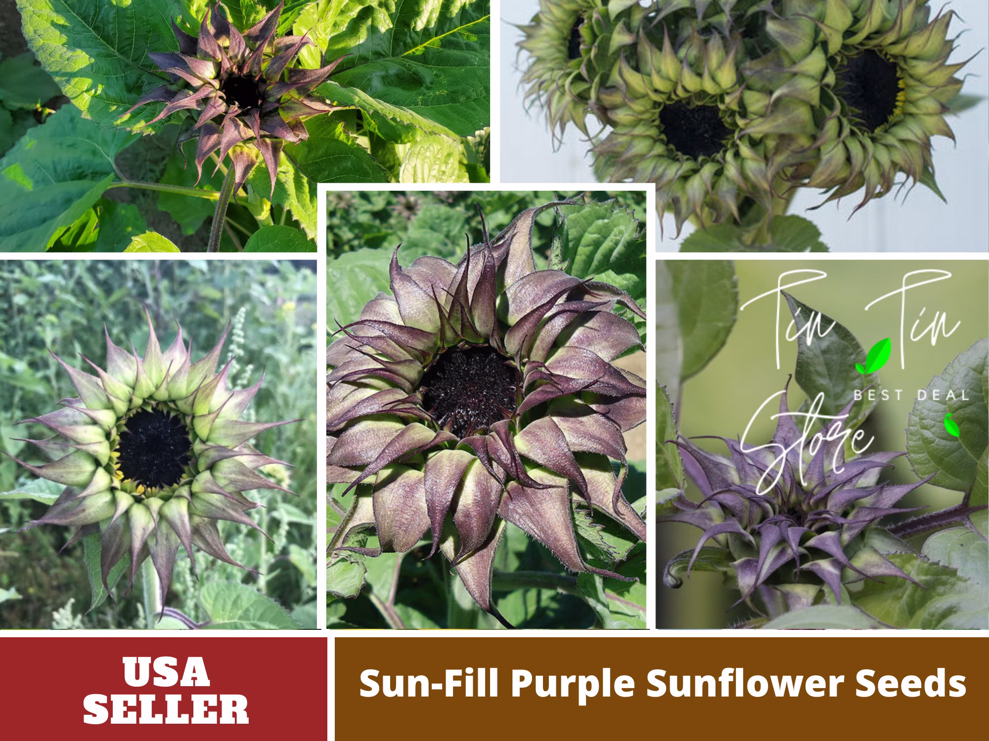 25+ Seeds-Sun-Fill Purple Sunflower Seeds-Perennial -Authentic Seeds-Flowers -Organic. Non Gmo-Mix Seeds For Plant-B3G1 #e007