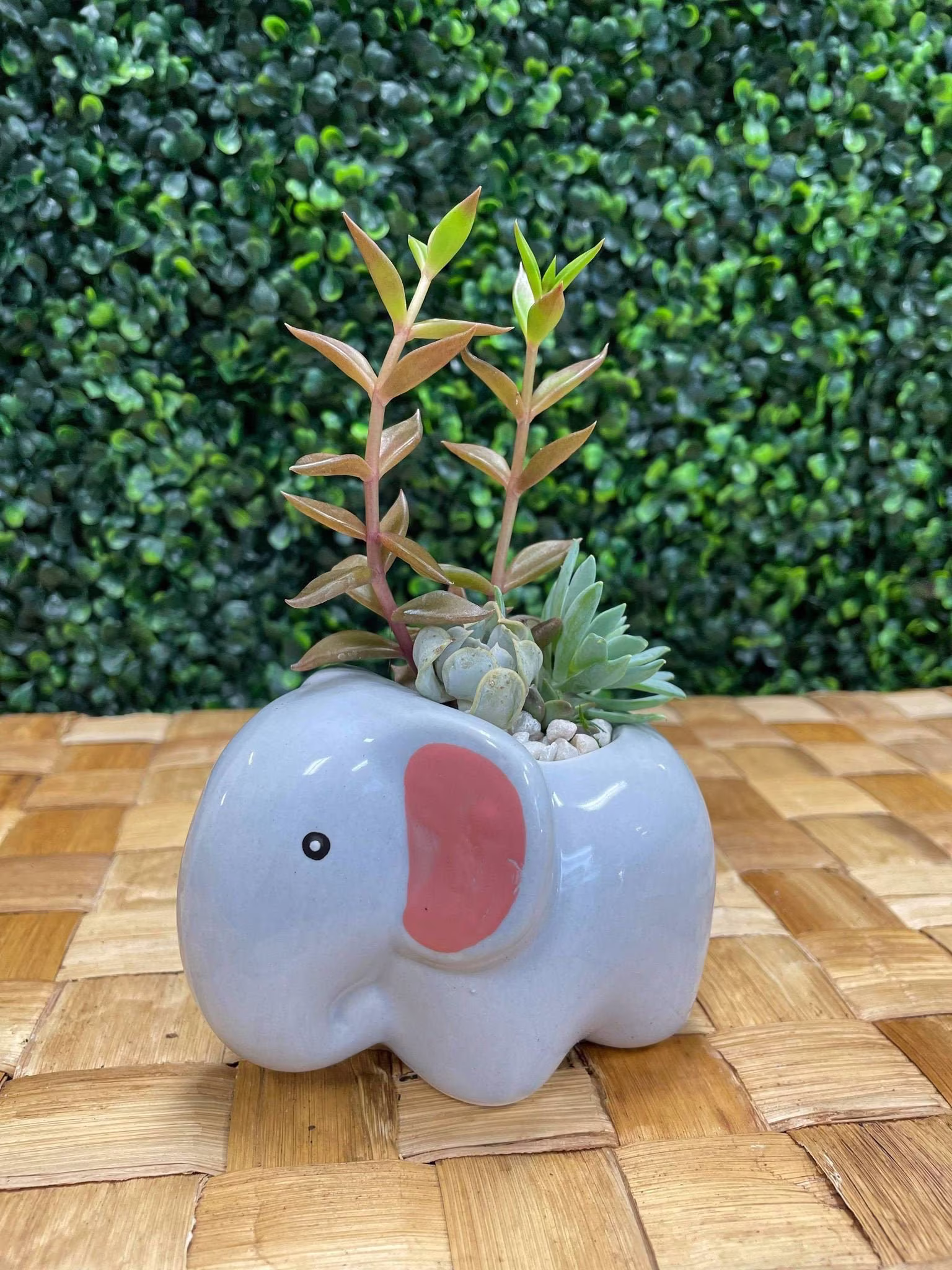 Cute Elephant Succulent Kit/Kids Diy Project Live Plants Planter Pot Garden Ceramic Arrangement Easy Low Maintenance