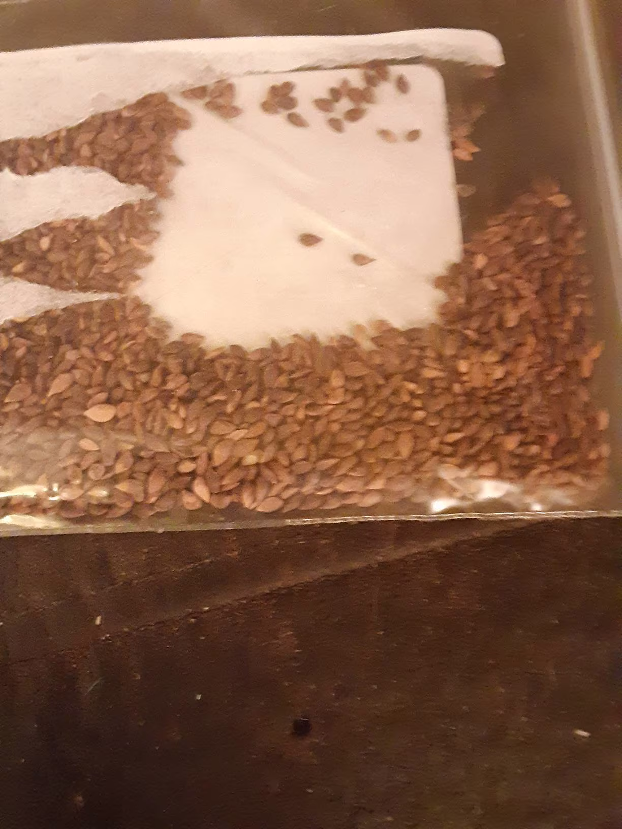 Red Spruce Tree Seeds | Picea Rubens