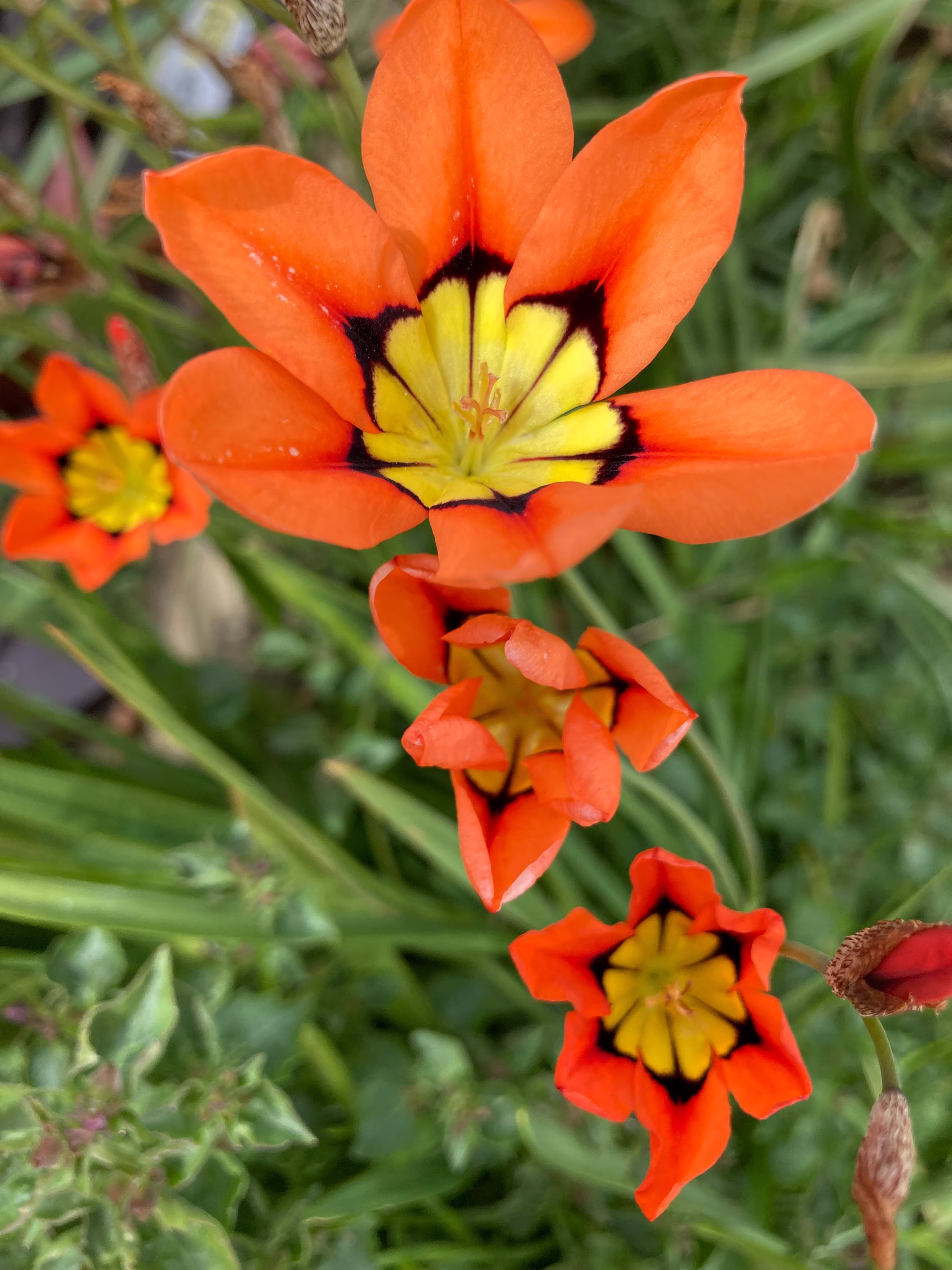 Sparaxis Bulbs | Harlequin Flower Free UK Postage