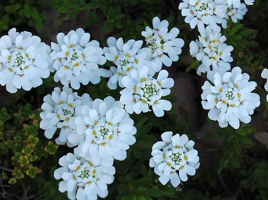 Evergreen Candytuft, Iberis Sempervirens 50 Seeds, Fresh, Easy To Grow
