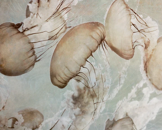 Neutral Wall Art Print Or Canvas, Large Jellyfish Photography Underwater Nature Decor, Bathroom Bedroom Powder Room Art, Beige Grey Brown
