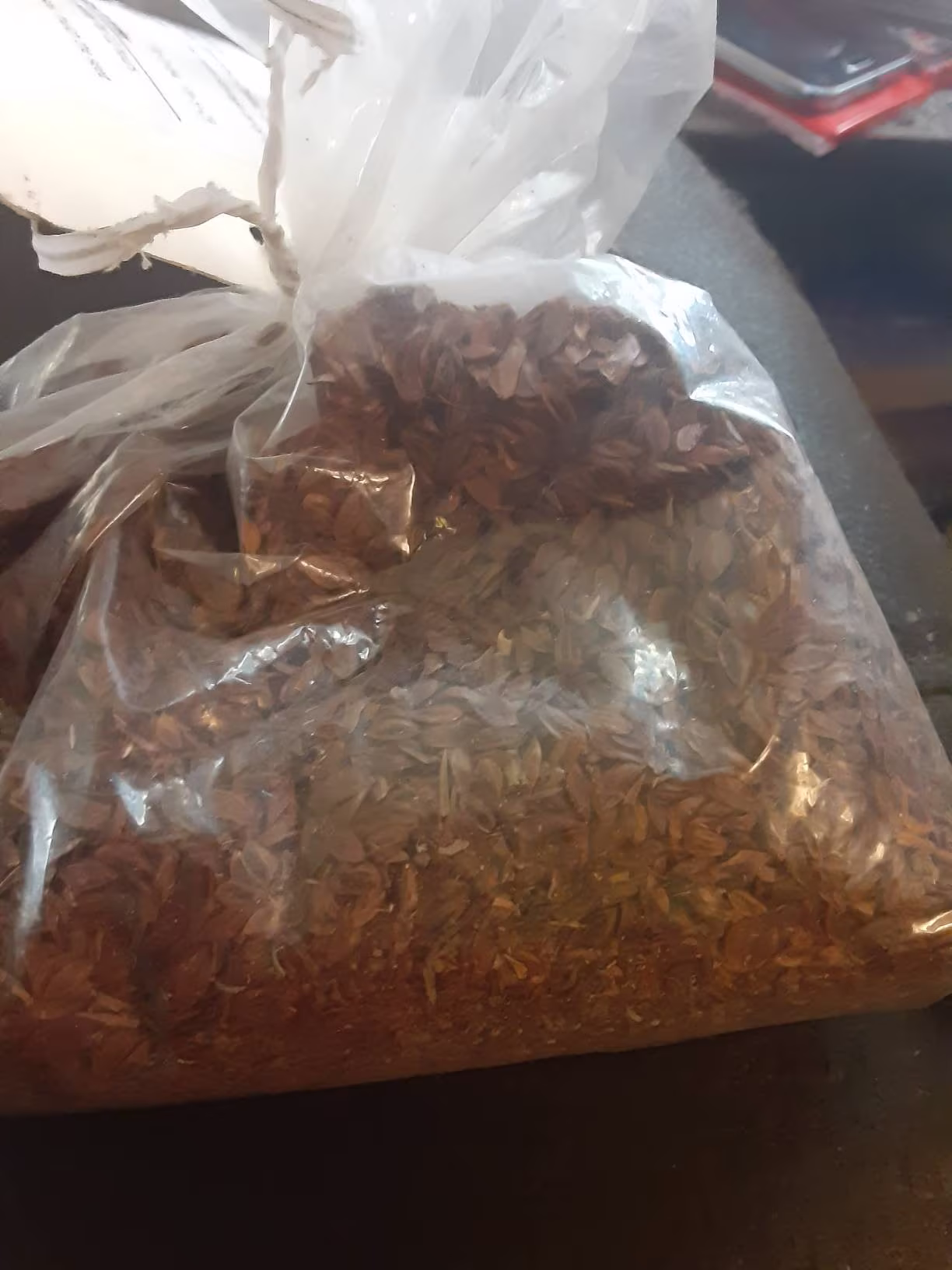 Japanese Red Cedar Tree Seeds