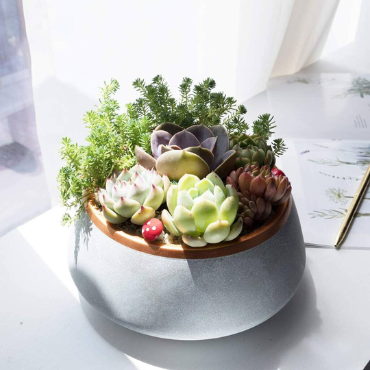 Large Ceramic Succulent Planter Pot With Drainage