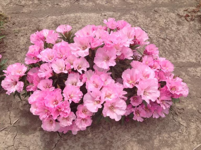 Godetia Seeds - Azalea Pink Catley Grandiflora Annual Flower