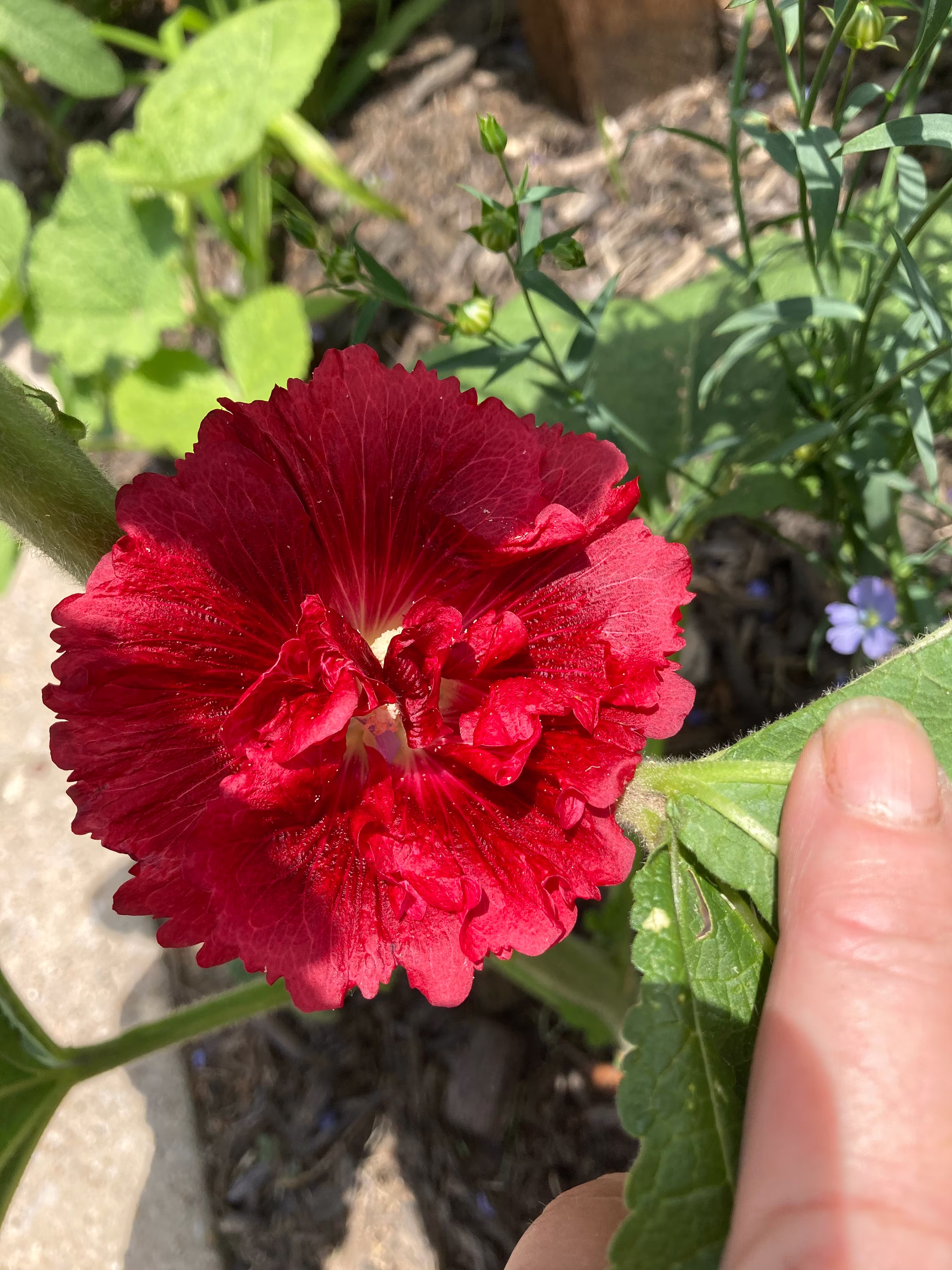 Queeny Red Hollyhock Seeds