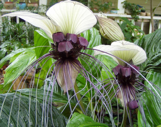 Tacca Nivea - White Bat Flower Head Lily 5 Seeds