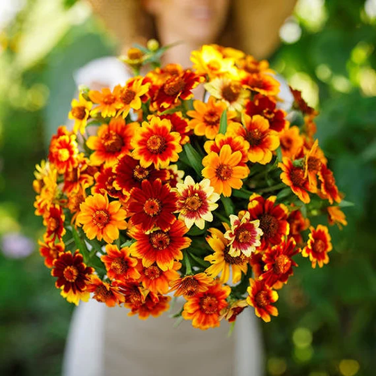 Usa Seller Old Mexico Zinnia 25 Seeds Heirloom Haageana