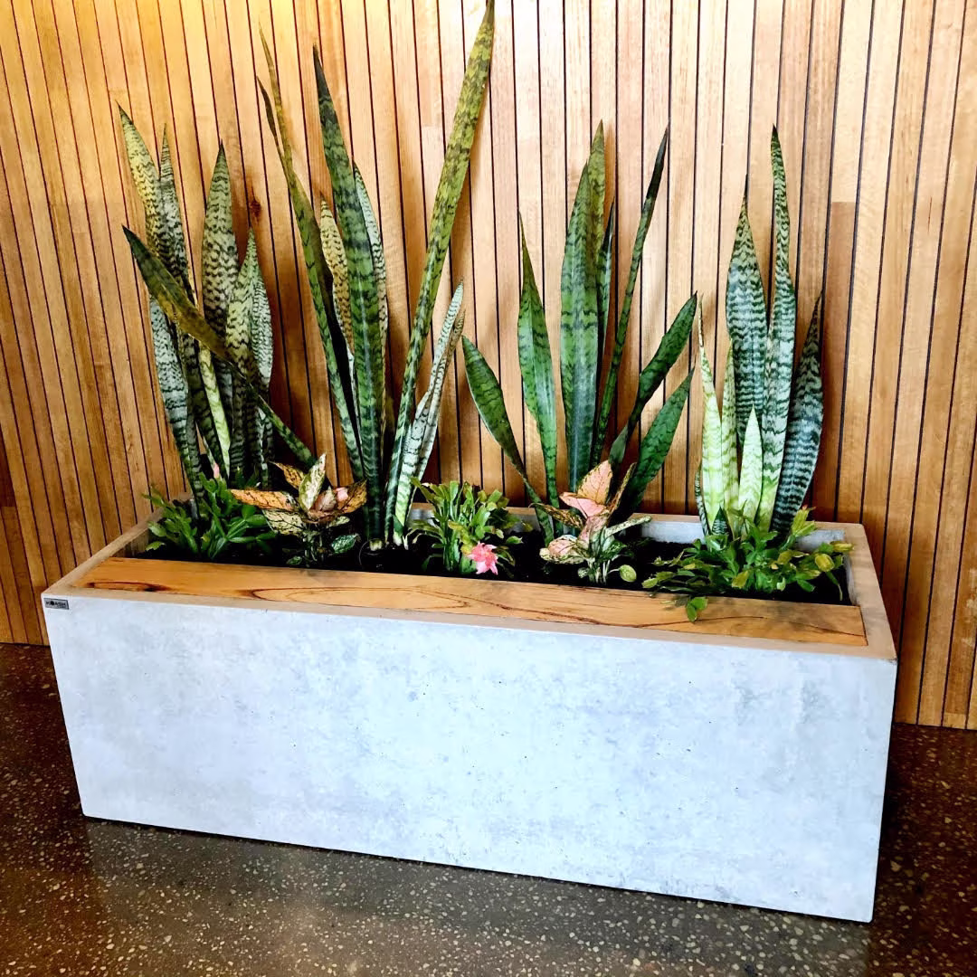 Large Custom 1.5M X 500 500mm Hand Made Concrete Inside Feature Planter Box/Trough With Timber Inlay. Patio Or Alfresco Planter