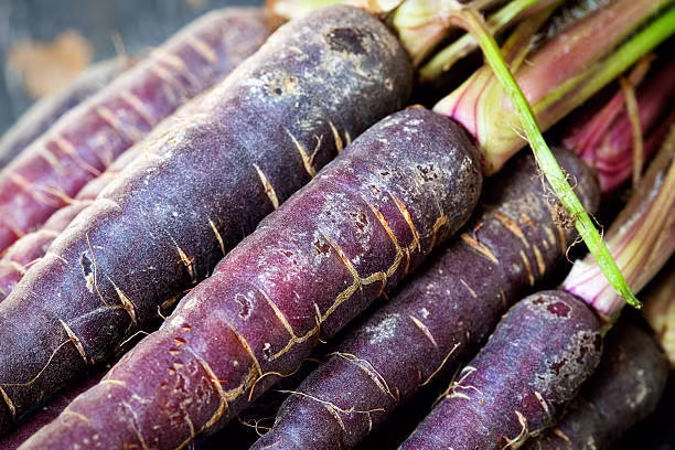 Carrot Black Spanish Heirloom Seeds 50