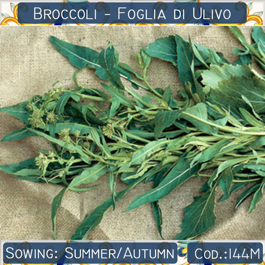 250+ Broccoli Rabe Seeds, Foglia Di Ulivo Italian Vegetable Rapini Non Gmo #144M