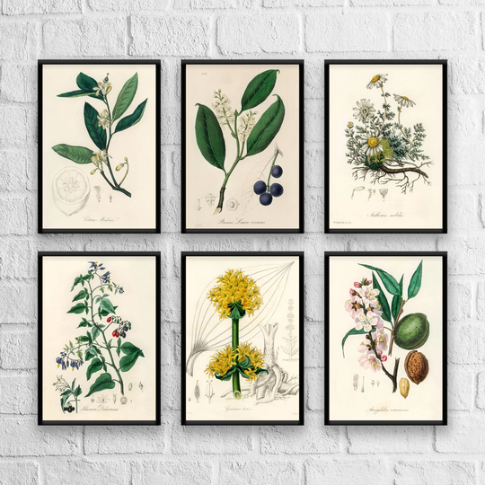 Antique Herbs Print Set No. 1, Herb Prints, Botanical Art, Set, Kitchen Giclee, Art