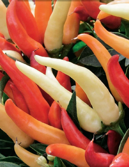 Chilli Fire & Ice Plant Vegetable Flora 6-7 Seeds | Beautiful Multi Coloured Variety Dwarf 25cm Habit Perfect For Pots. Exotic Australia