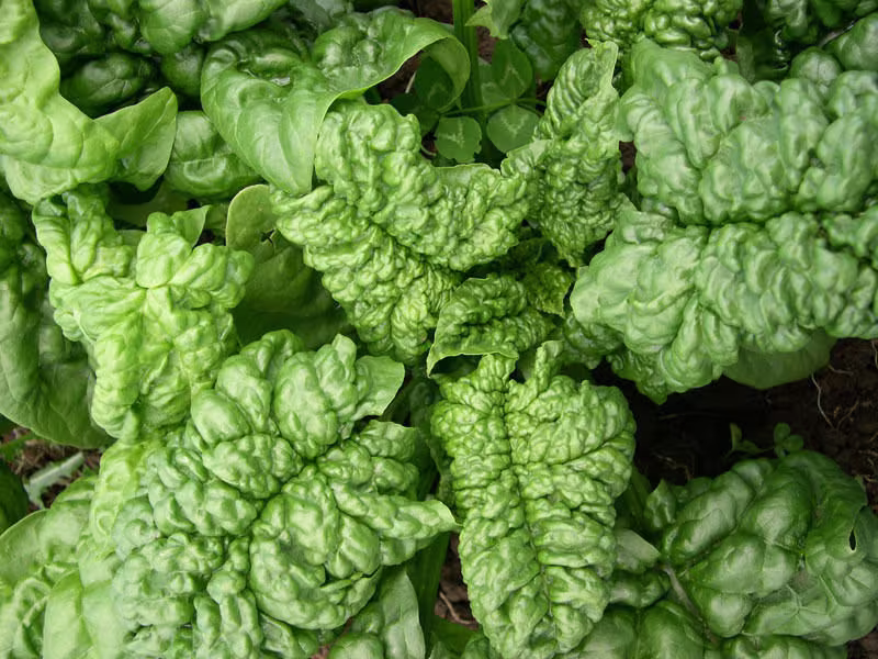 Vegetable - Spinach Bloomsdale Long Standing- 120 Premium Quality Seeds
