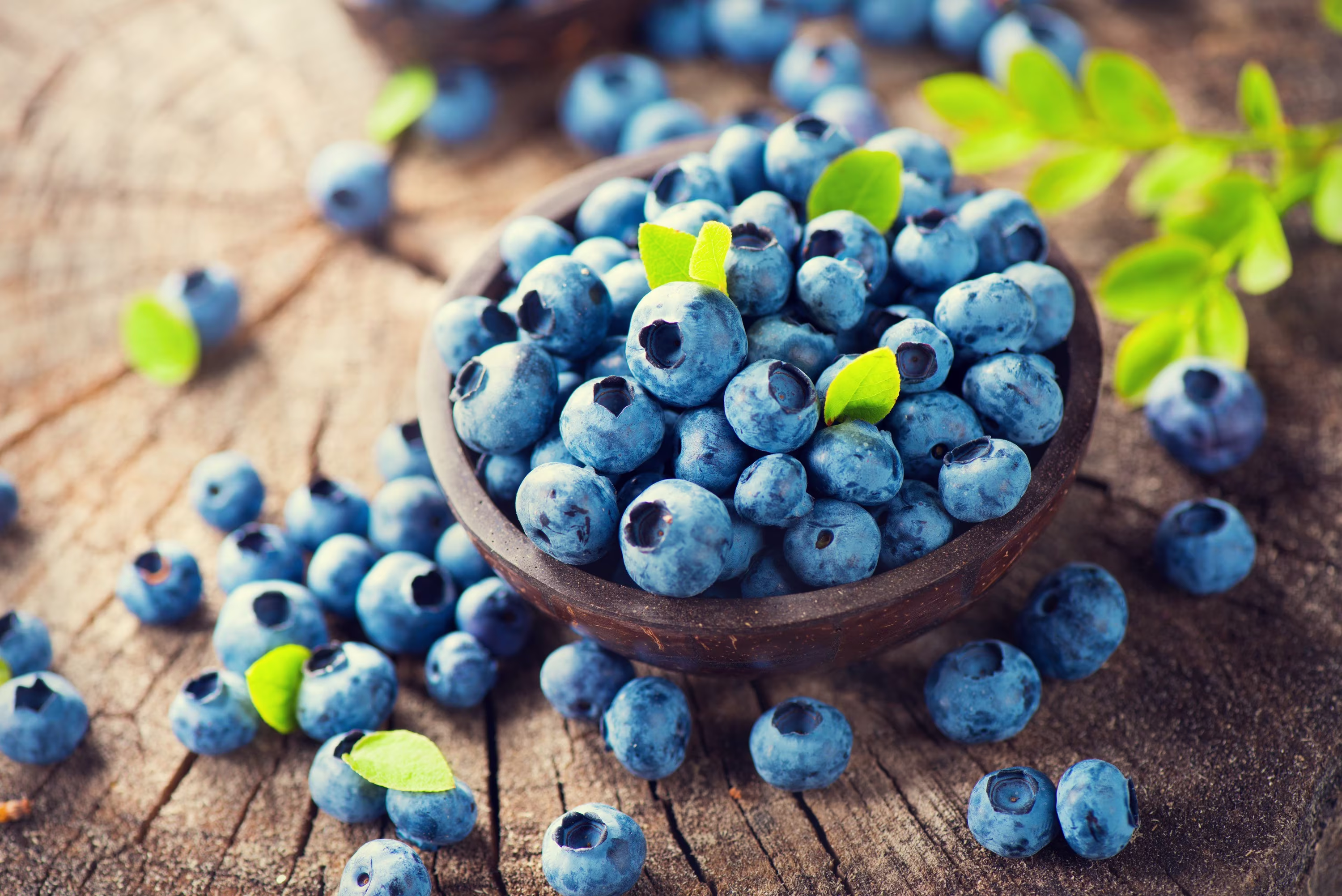 30+ Northern Highbush Blueberry Seeds, Non-Gmo, Fruit Shrub