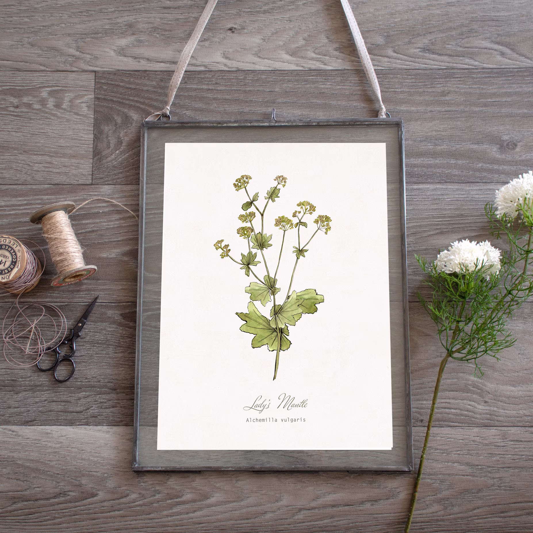 Lady's Mantle, Green Floral Illustration, Botanical Wild Flower, Watercolour, Art Print