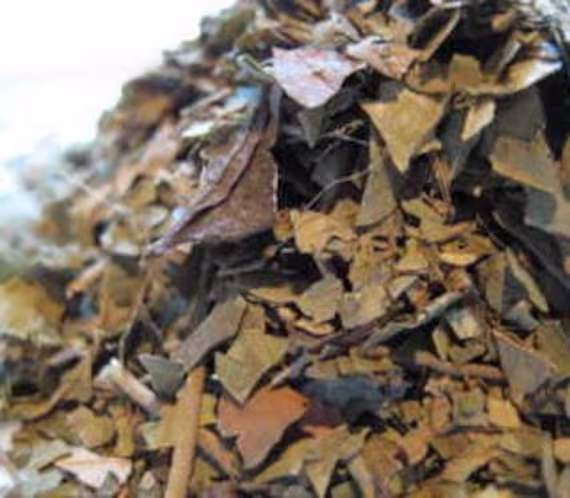 Gymnema Leaf - Sylvestre 100 Grams