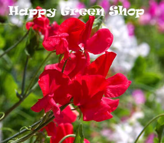 Sweet Pea - Mammoth Scarlet 35 Seeds Lathyrus Odoratus Large Red Flower