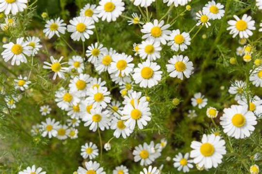 Organic Non Gmo 100 Chamomile Seeds 2021