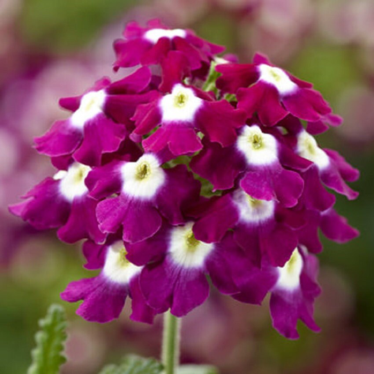 Verbena Seeds Obession Cascade Burgundy With Eye 25 Thru 250 Trailing