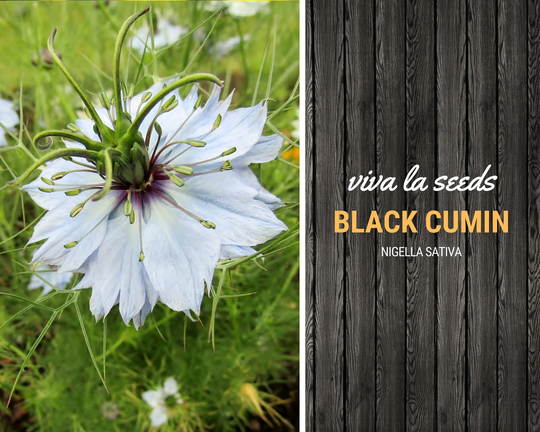 Cumin, Black | 50 Seeds Medicinal Herb Culinary Spice Non-Gmo Nigella Sativa