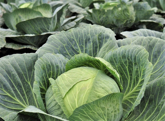200+ Brunswick Cabbage Seeds/German Microgreen Heirloom Vegetable Usa Organic