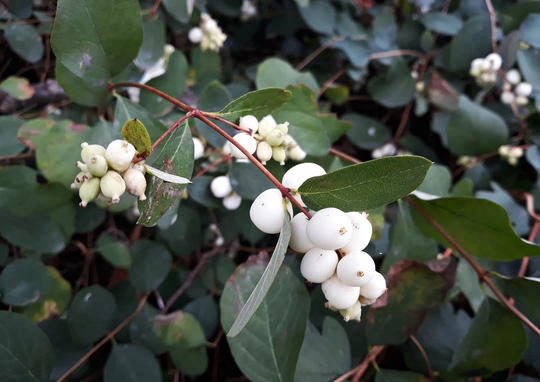 50+ Snowberry Shrub Seeds - Non-Gmo Seeds, Grown & Shipped From Iowa. Made in Usa