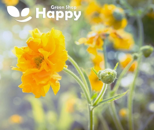 Lady Stratheden Yellow - 200 Seeds Geum Chiloense Hybridum -Perennial Flower