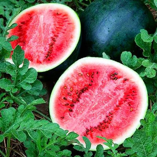 Rare Original Vegetable Seeds Watermelon "Sugar Baby