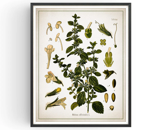 Lemon Balm - Botanical Print Vintage Melissa Art Medicinal Plant Botany Decor Kitchen Unframed