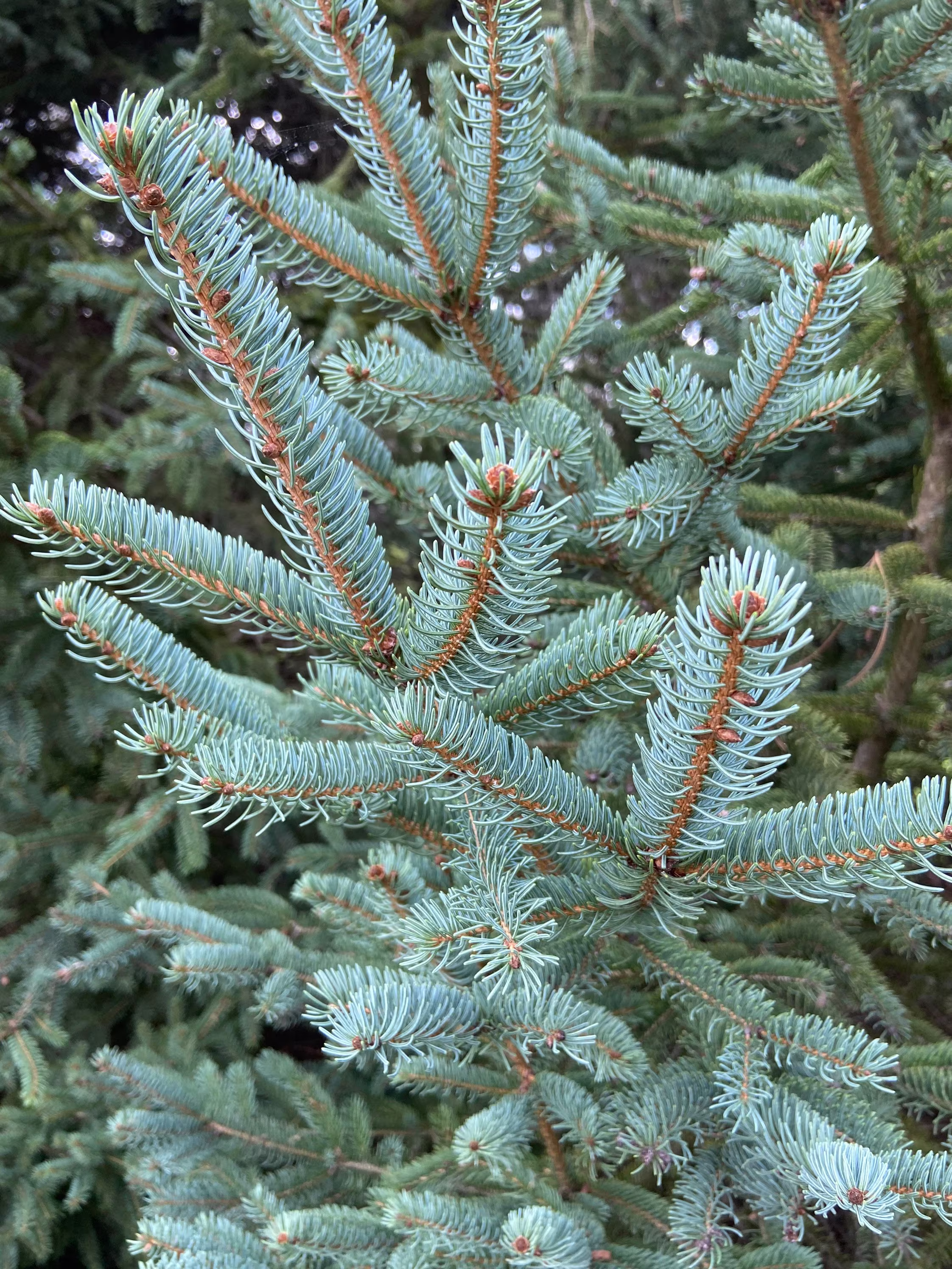 Blue Spruce Seed. 10 Picea Pungens Seeds. Amazing Scent Holiday Tree. Pine
