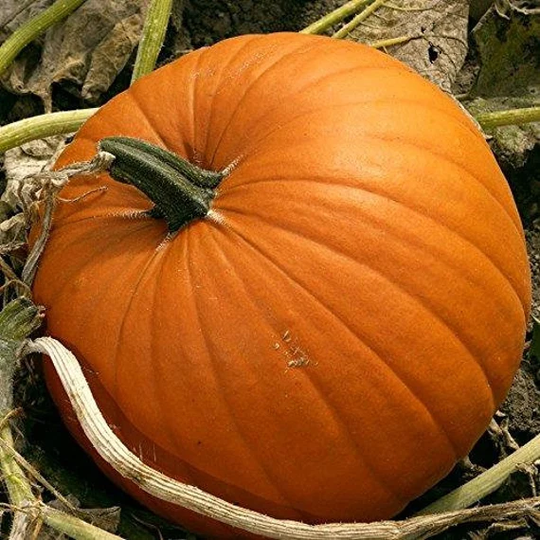 Pumpkin Jack O'lantern Approx. 15 Seeds, Good For Halloween