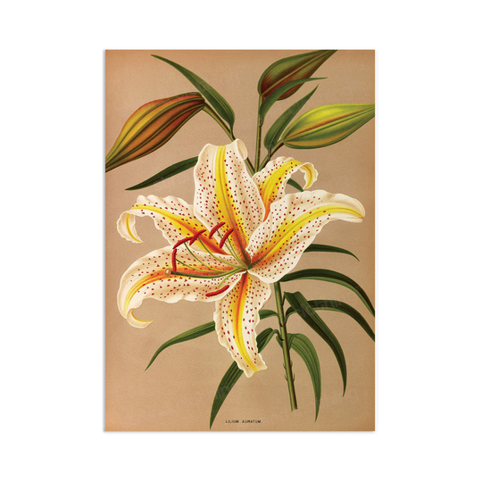 Antique Botanical Art Print Poster Vintage Wall Flowers Floral Lilies Lily Nature Leaf Pretty Illustration Old Victorian Herbs Beautiful