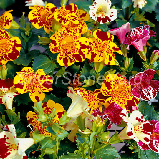 Mimulus Seeds, Hybrid Mix, 0, 1 G Ukrainian Organic Sw729