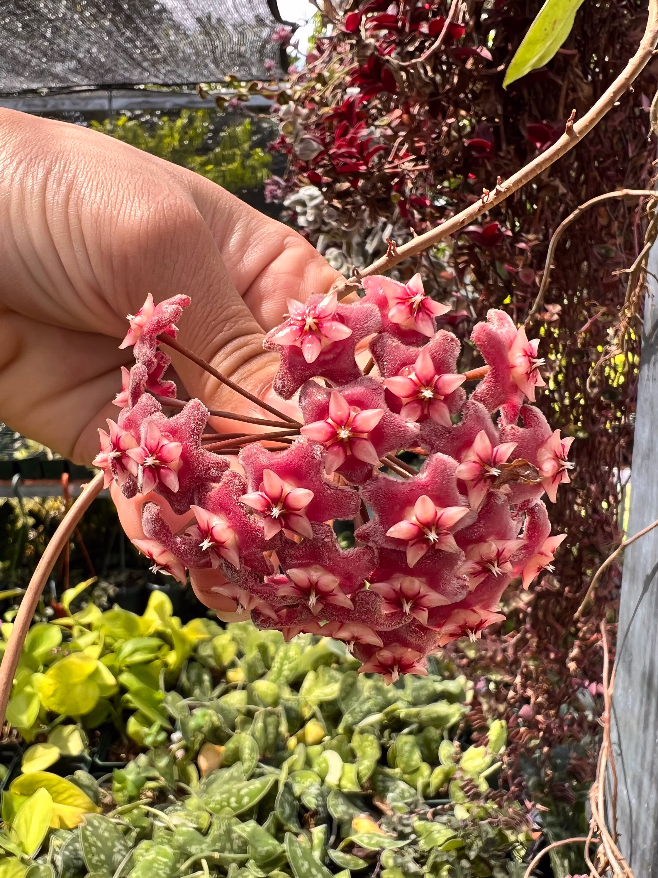 Hoya Publicalyx Splash Plant 3 in Pot | Purple Flower