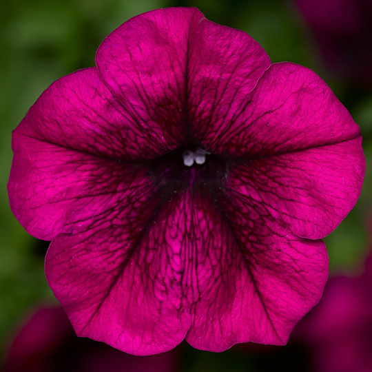 Petunia Seeds Fotofinsh Burgundy 100 Thru 500 Pelleted Trailing