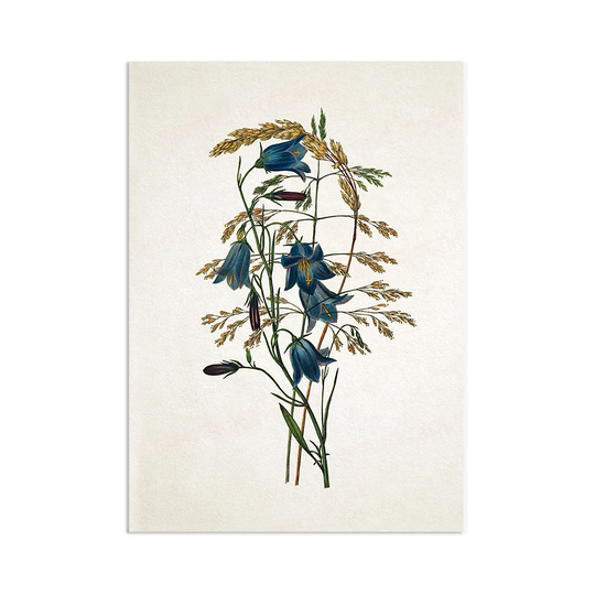 Antique Botanical Art Print Poster Vintage Wall Flowers Floral Bluebell Harebell Nature Leaf Plant Illustration Victorian Beautiful A3