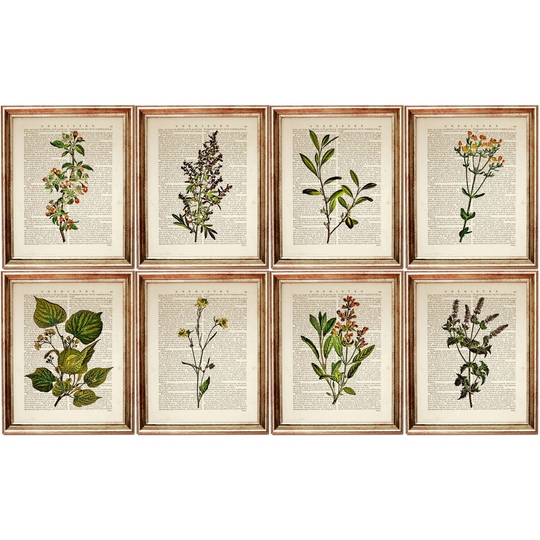 Set Of 8 Prints, Herb Print 8, Botanical Poster Vintage Print, Greenery Wall Art, Wild Flower Dictionary Art