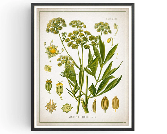 Lovage - Botanical Print Vintage Herb Art Medicinal Plant Botany Decor Kitchen Unframed