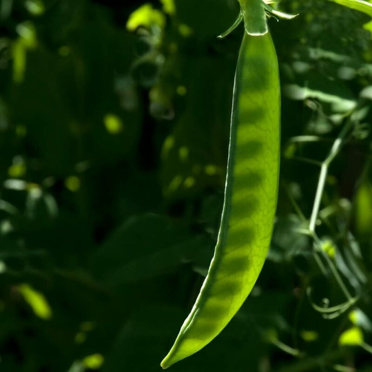 Vegetable Seeds, Snow Peas - Sugar Ann, 30 seeds per pack.