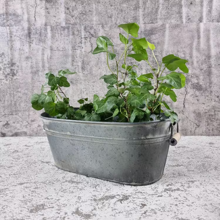 Galvanised Metal Trough Planter