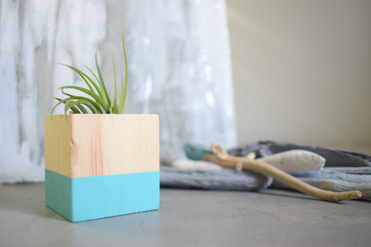 Wooden Air Plant Holder With Turquoise Accent, Accessory, Desk Cubicle Cottage Decoration, Coastal Décor