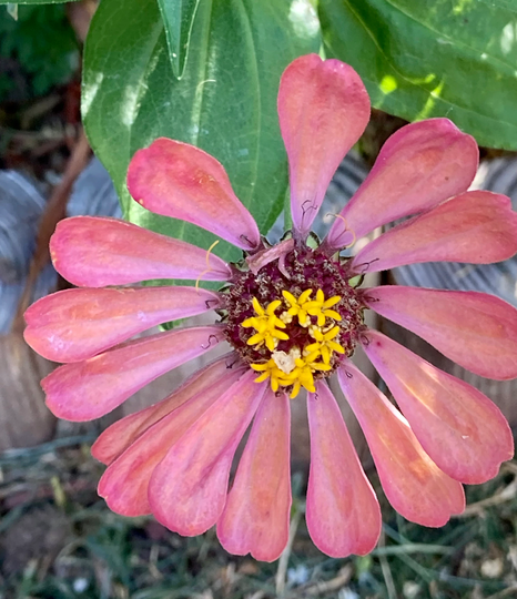 Zinnia Seeds - Single Light Coral With Pink Splatter