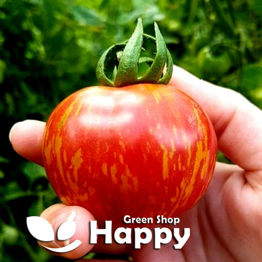 Vegetable - Tomato Tigerella 100 Seeds Stripped Tomato Heirloom